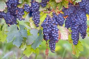 Picture of blue grapes in the South of France