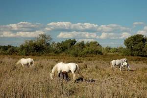 Photo de chevaux en Camargue