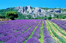 Un campo di lavanda in Provenza