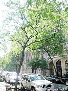 New York T2 - Maison citadine logements location appartements - autre (NY-11738) photo 3 de 3