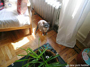 New York 1 Bedroom apartment living room photo 7