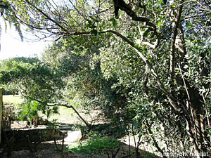 Sud della Francia 4 Camere - Villa appartamento casa vacanze - altro (PR-519) photo 6 di 32