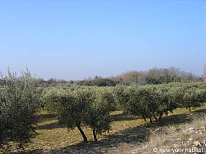 Sud della Francia - Regione di Avignone - 1 Camera - Villa appartamento casa vacanze - altro (PR-604) photo 20 di 23
