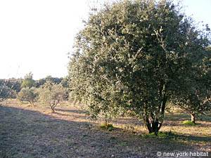 Sud della Francia - Alpilles - 4 Camere - Villa appartamento casa vacanze - altro (PR-608) photo 24 di 26