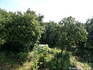 Sud della Francia 6 Camere - Villa appartamento casa vacanze - altro (PR-676) photo 13 di 31