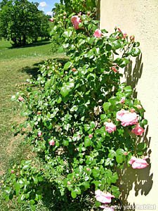 South France - Aix en Provence - Marseilles - 2 Bedroom - Maison de Village accommodation - other (PR-728) photo 13 of 23