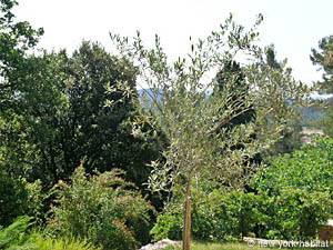 South France - Upper Var - 2 Bedroom - Villa accommodation - other (PR-744) photo 20 of 20
