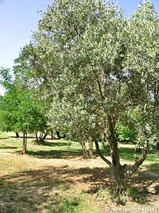 Sud de la France - Avignon et sa r&eacute;gion - T6 appartements location vacances - autre (PR-745) photo 13 de 25