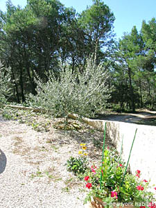 Sur de Francia - Aix en Provence - Marsella - 1 Dormitorio alojamiento - otras (PR-771) photo 6 de 12