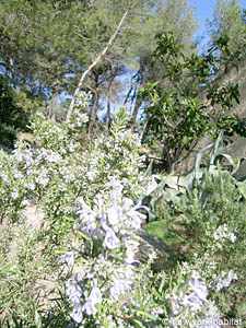 South France - French Riviera - 3 Bedroom - Villa accommodation - other (PR-804) photo 5 of 27