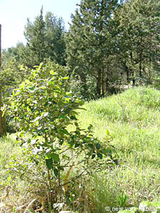South France - French Riviera - 3 Bedroom - Villa accommodation - other (PR-804) photo 7 of 27