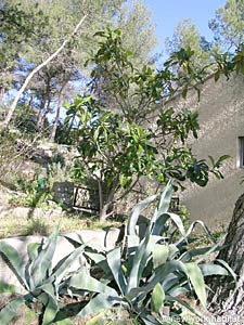 South France - French Riviera - 3 Bedroom - Villa accommodation - other (PR-804) photo 8 of 27