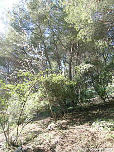 South France - French Riviera - 3 Bedroom - Villa accommodation - other (PR-804) photo 21 of 27
