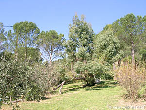 South France - Upper Var - 4 Bedroom - Villa accommodation - other (PR-816) photo 31 of 47