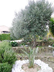 South France - French Riviera - 4 Bedroom - Villa accommodation - other (PR-951) photo 24 of 30