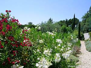 Sud de la France - Provence - Luberon - T4 - Villa appartement location vacances - autre (PR-981) photo 12 sur 28