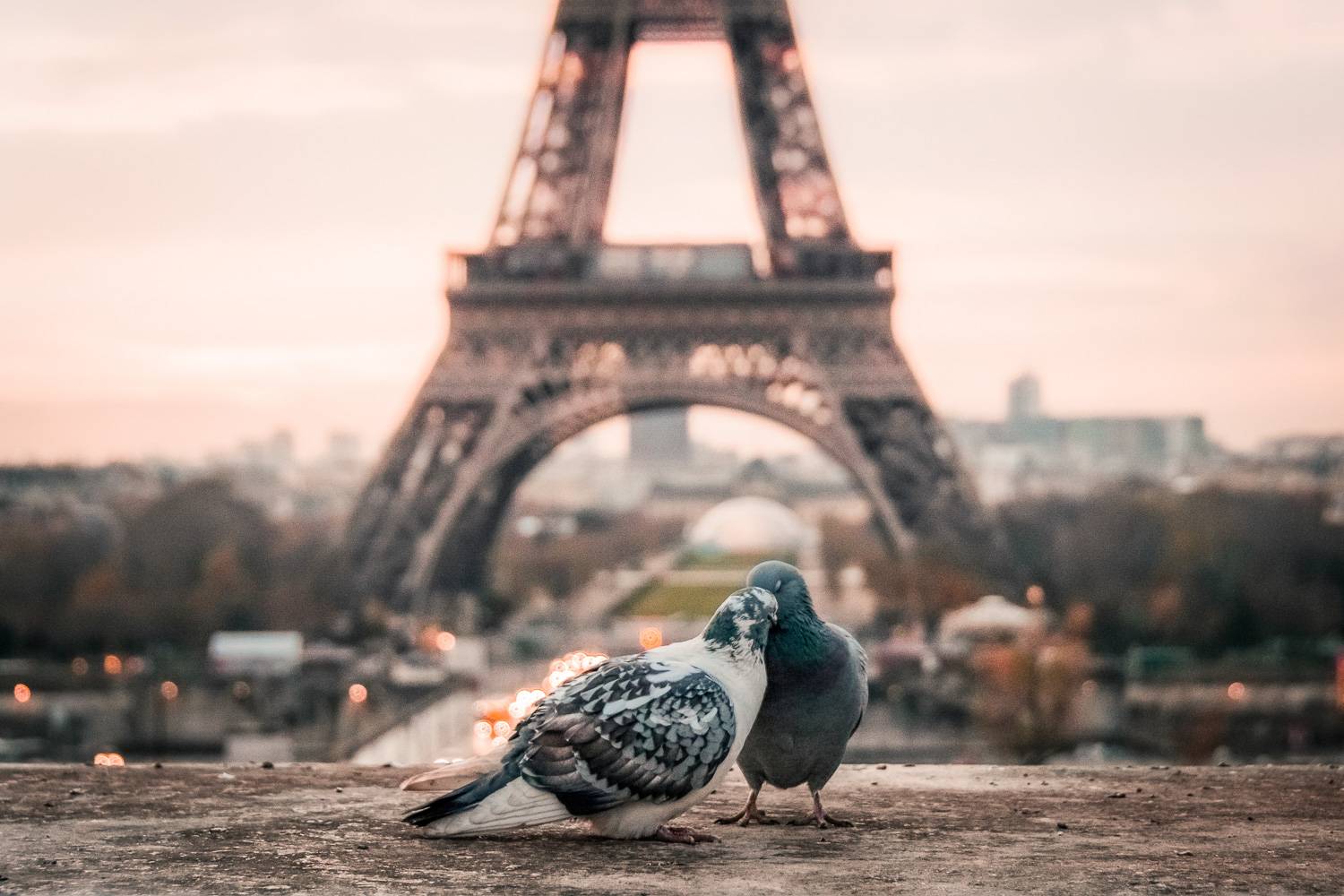 Foto - 8 maneras pasar dia san valentin francesa paris palomas torre eiffel amor