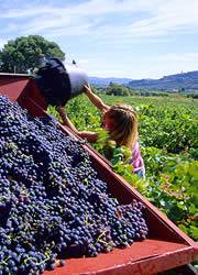 Grape harvest in Provence – France