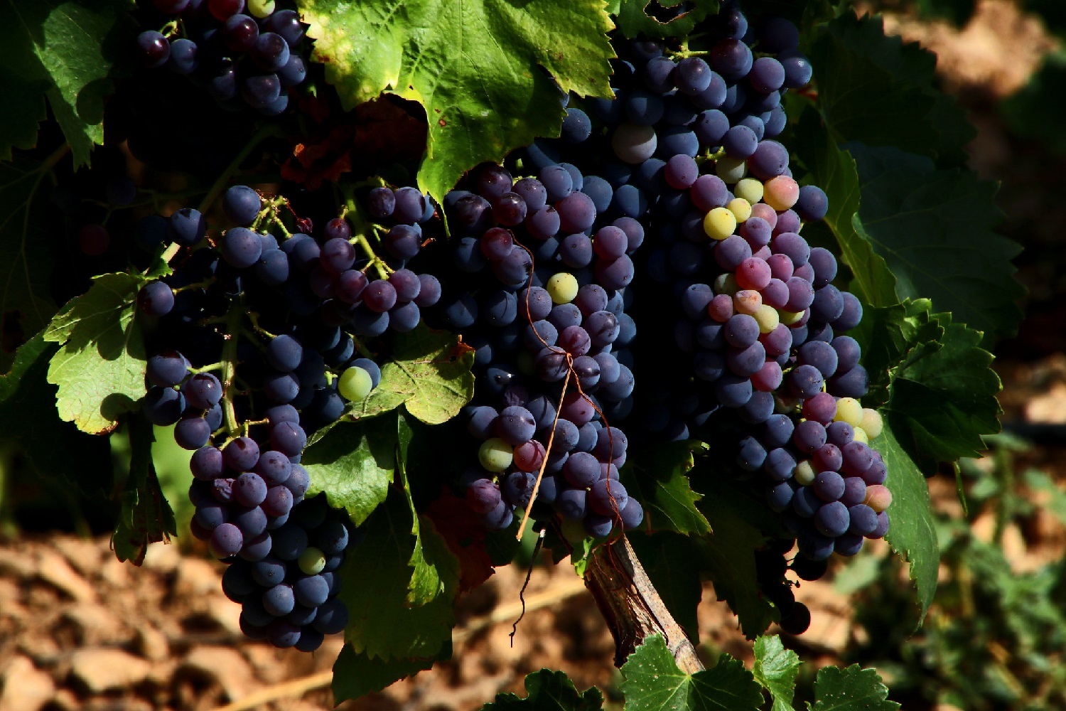Picture of blue grapes in the South of France