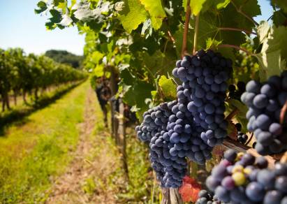 Grape Vines in the South of France