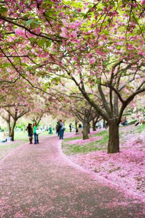 Cherry Blossoms at Brooklyn Botanic Gardens