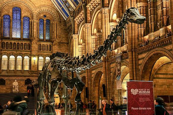 Picture of a dinosaur skeleton on display in the London Natural History Museum