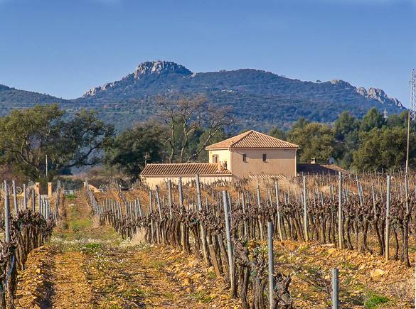 Image of a vineyard in Provence