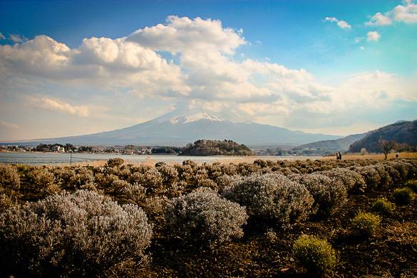Picture of winter in Provence