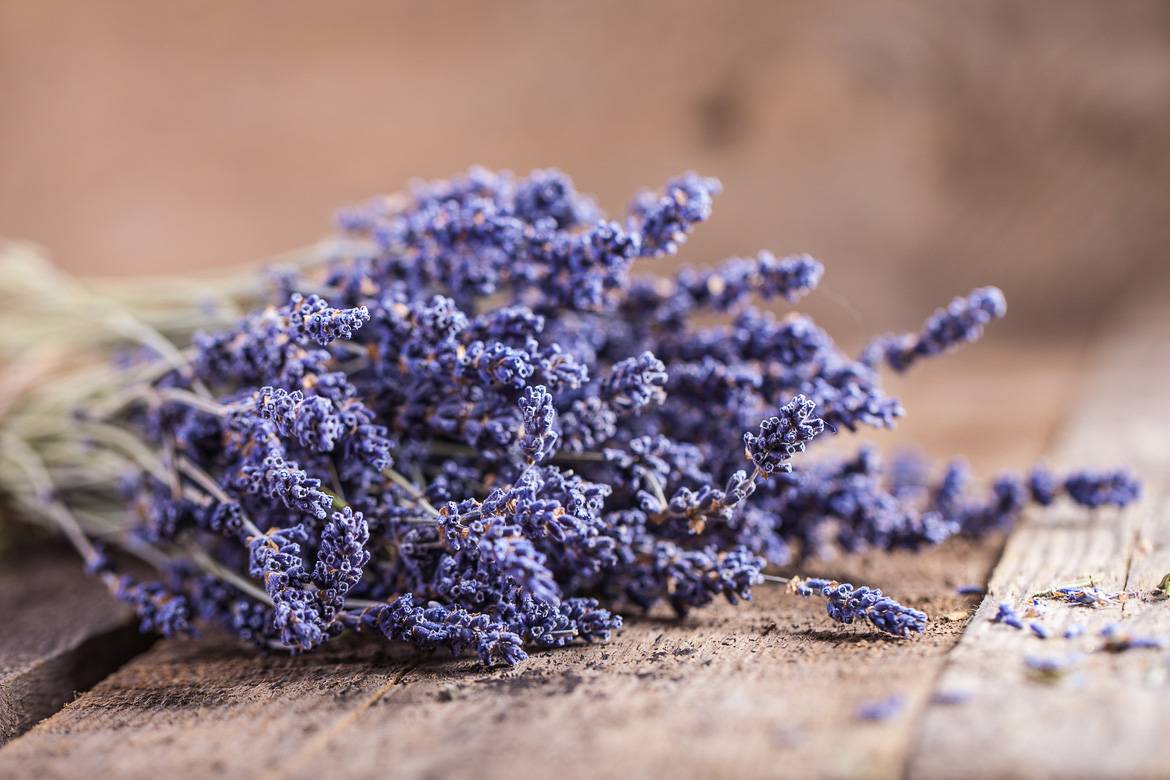 Photograph of a dried lavender bunch from Provence
