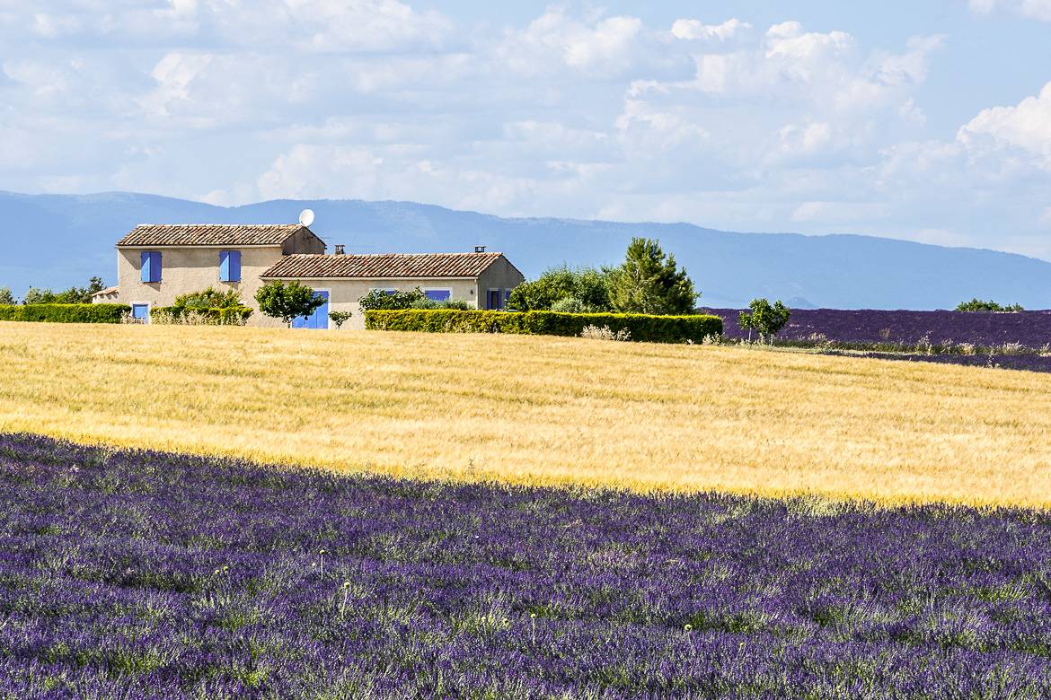 of a lavender field in Provence, France