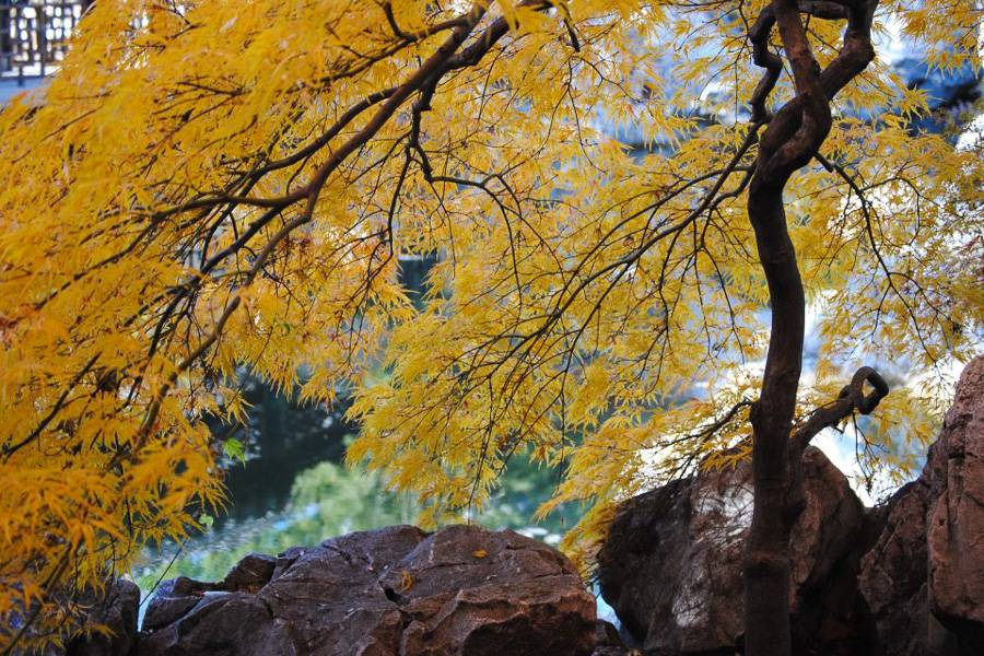Photo of a tree in Staten Island