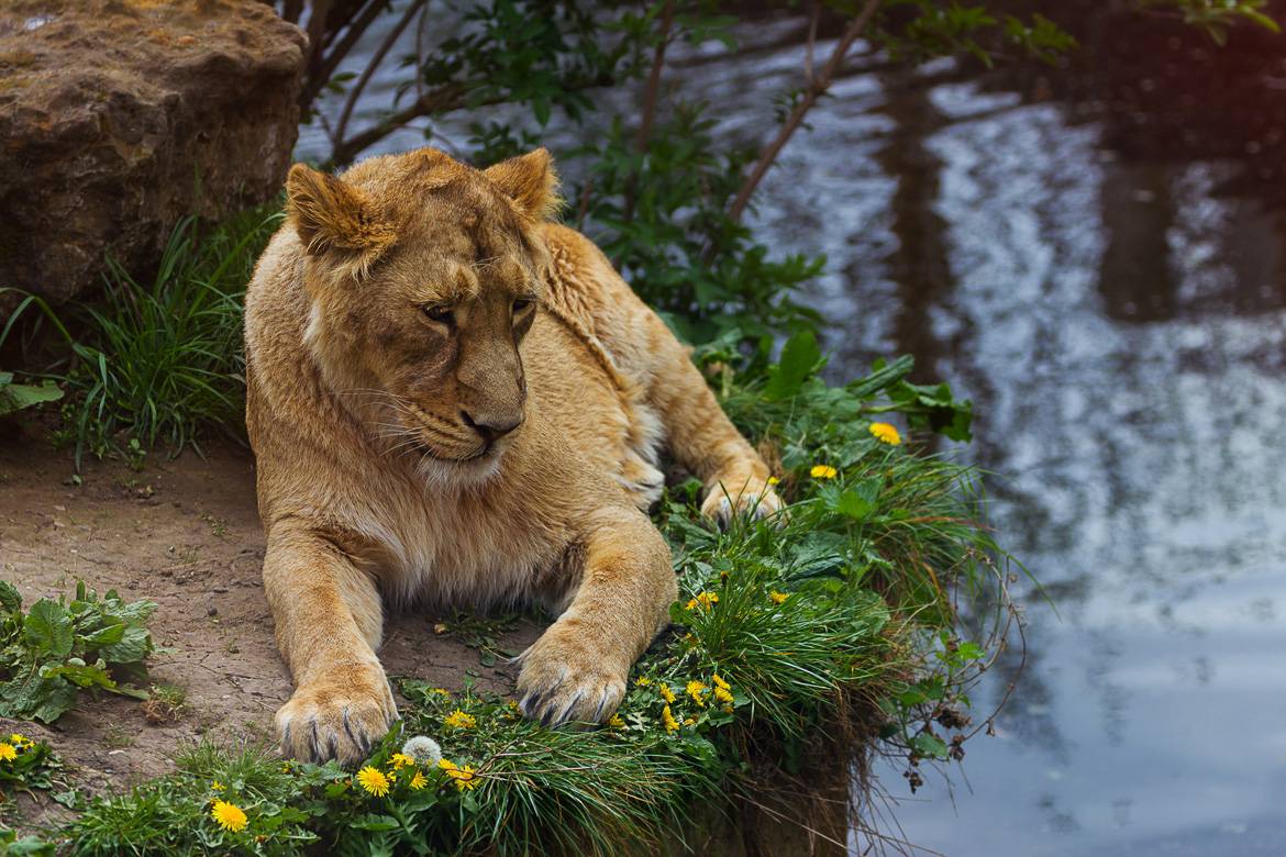 Image of Lion at London Zoo