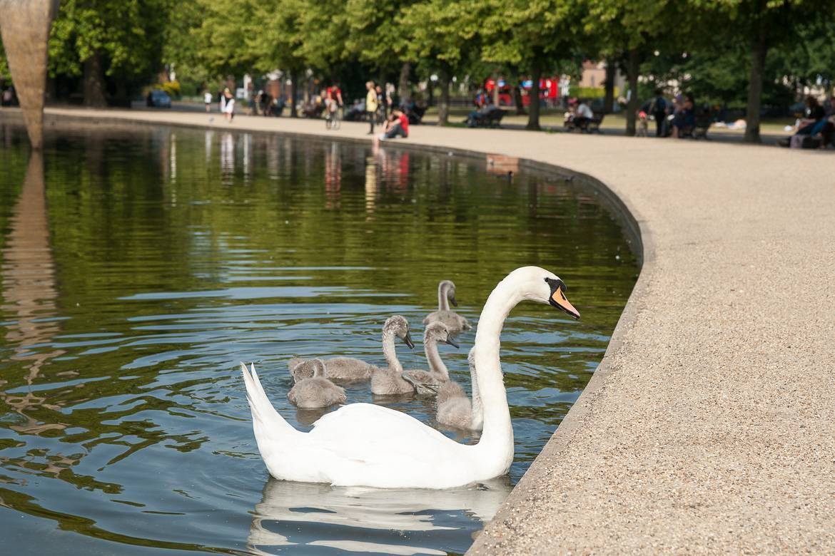 Image of Swan in Victoria Park