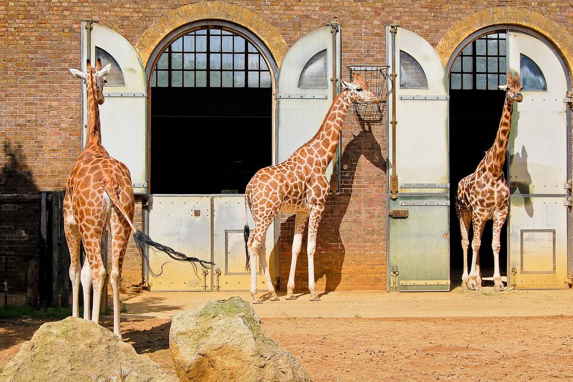 Image of Giraffes