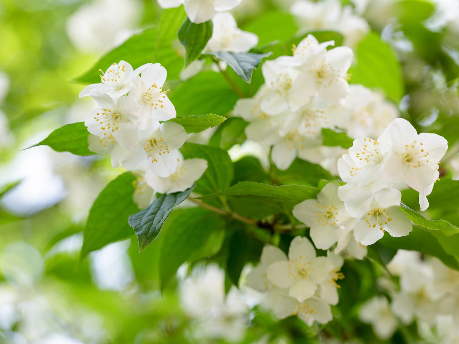 Image of Jasmine Flower