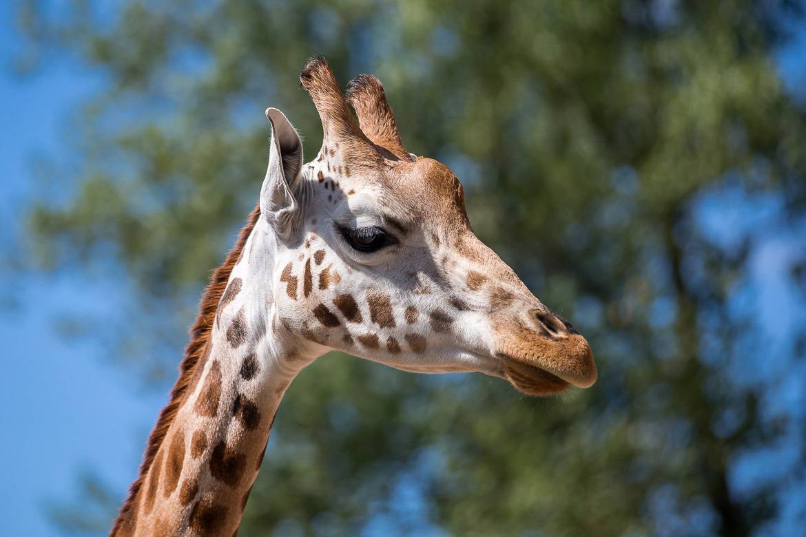 Image of Giraffe