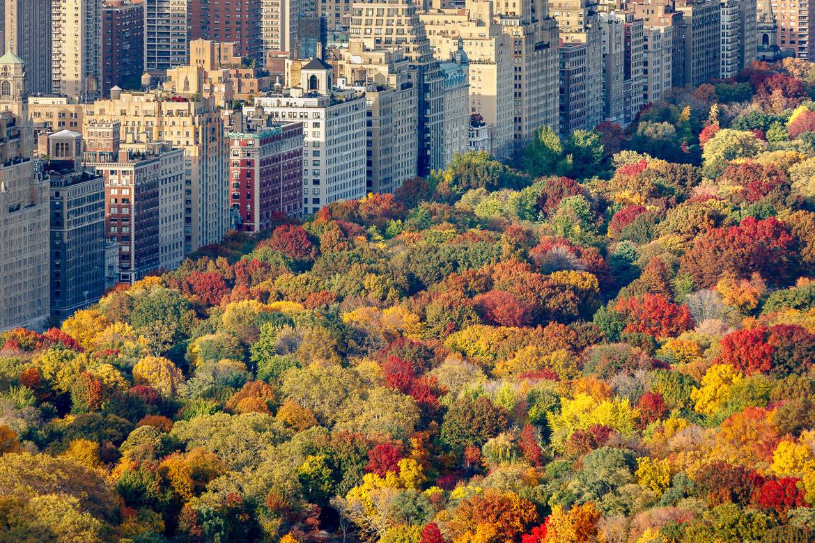 Image of an overview of fall trees