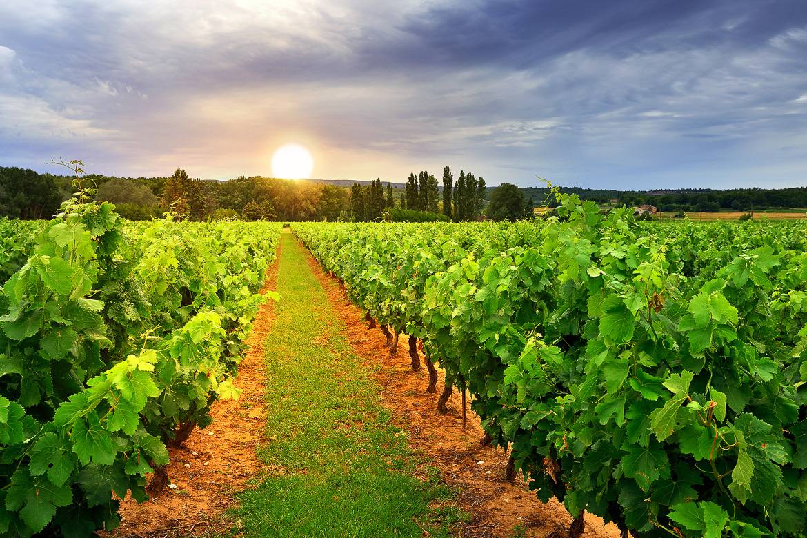 Image of the sun setting over a hill behind a green vineyard