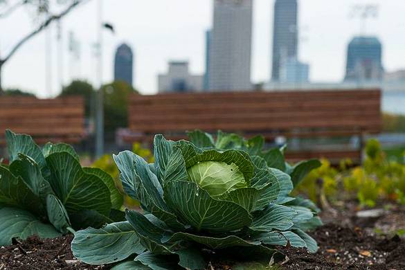 Image of cabbage growing in garden with NYC skyline in the background