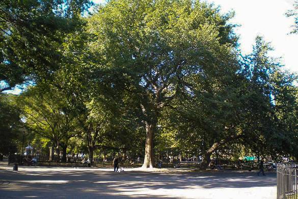 Image of large elm tree in Tompkins Square Park in the East Village NYC