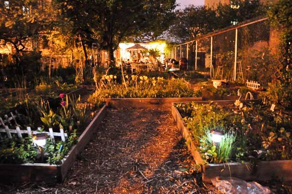 Nighttime image of tulips and other plants in Morris-Jumel Community Garden
