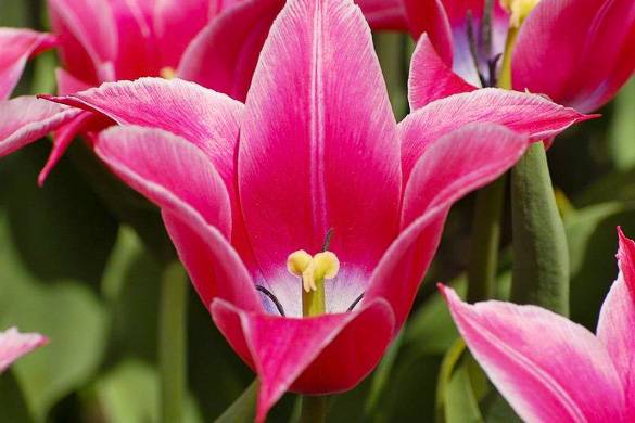 Image of colorful tulips.
