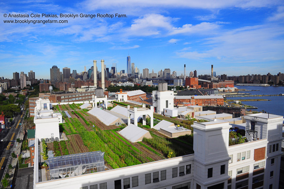 Image of Manhattan viewed from Brooklyn