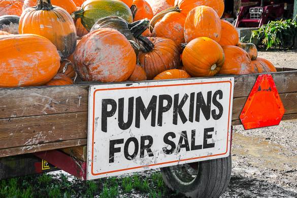 Image of a pile of pumpkins in a wagon with a sign reading “pumpkins for sale"