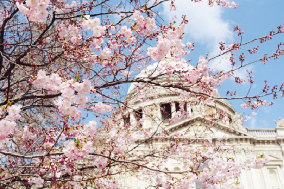 Image of cherry blossoms in front of a monument