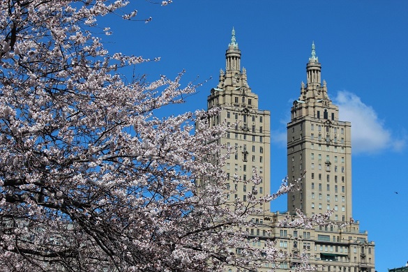 Image of buildings near Columbia University with flowers in the foreground