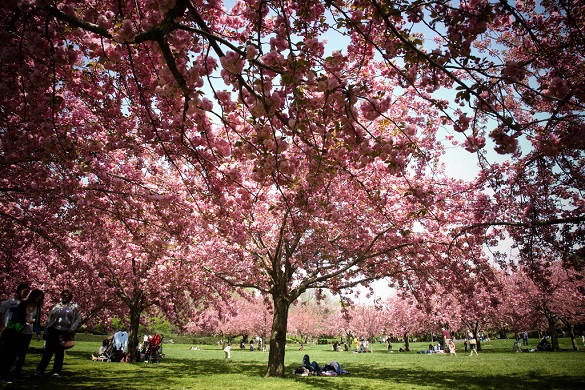 Image of a cherry blossom tree in a park