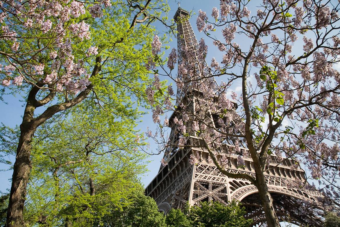Image of the Eiffel Tower with pink spring flowering trees