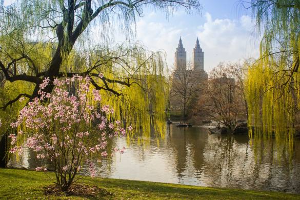 Image of lake in Central Park with flowering trees and weeping willow trees