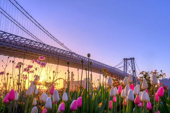 Image of tulips with Williamsburg Bridge in NYC in the background